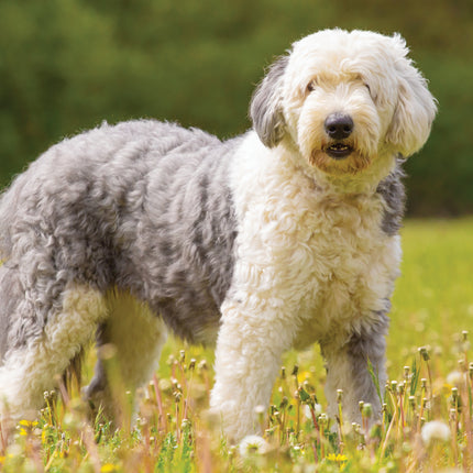 CalendarsRUs Old English Sheepdog A3 Kalender 2027
