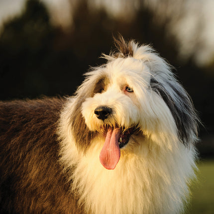 CalendarsRUs Old English Sheepdog Kalender 2026