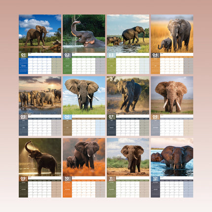 CalendarsRUs Olifanten A3 Kalender 2026