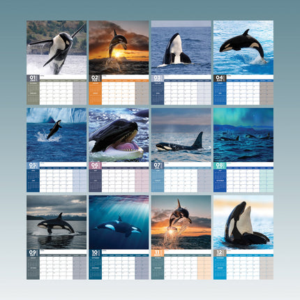 CalendarsRUs Orca A3 Kalender 2026