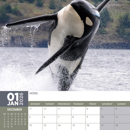 CalendarsRUs Orca A3 Kalender 2026