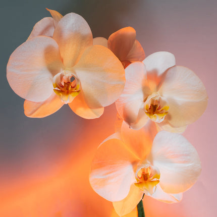 CalendarsRUs Orchideeën Kalender 2027