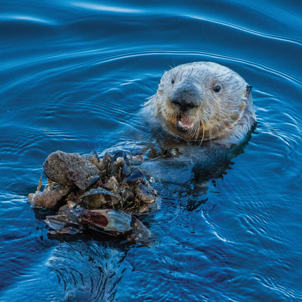 CalendarsRUs Otter A3 Kalender 2026