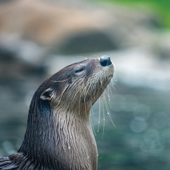 CalendarsRUs Otter Kalender 2026
