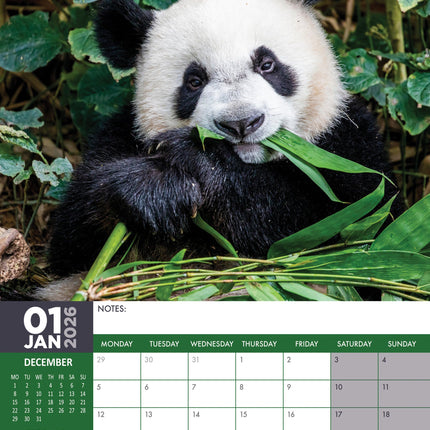 CalendarsRUs Panda A3 Kalender 2026