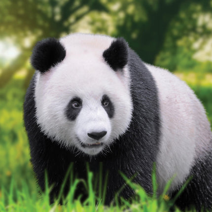 CalendarsRUs Panda A3 Kalender 2026
