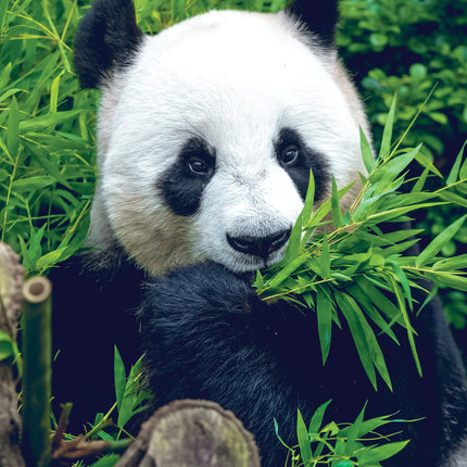 CalendarsRUs Panda A3 Kalender 2027