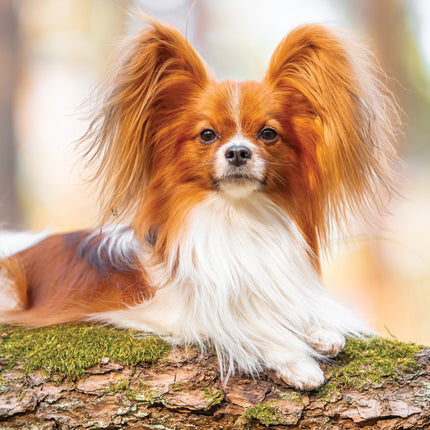 CalendarsRUs Papillon A3 Kalender 2027