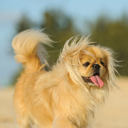 CalendarsRUs Pekingees A3 Kalender 2025