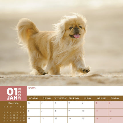 CalendarsRUs Pekingees A3 Kalender 2025