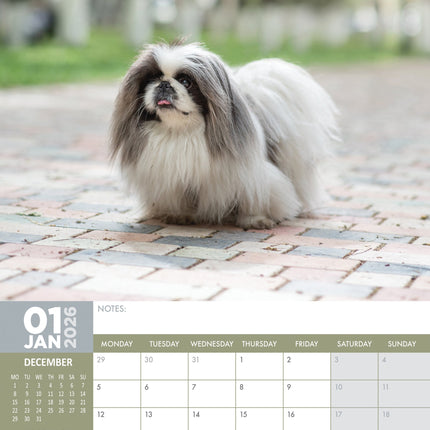 CalendarsRUs Pekingees A3 Kalender 2026
