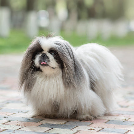 CalendarsRUs Pekingees A3 Kalender 2026