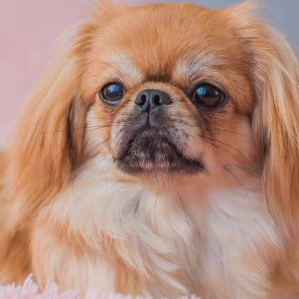 CalendarsRUs Pekingees A3 Kalender 2027