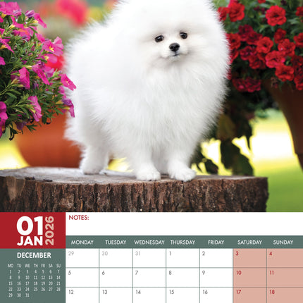 CalendarsRUs Pomeranian A3 Kalender 2026