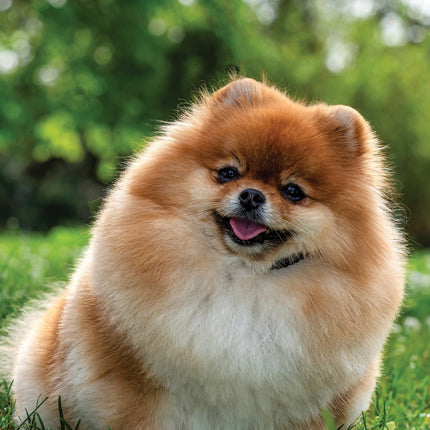 CalendarsRUs Pomeranian A3 Kalender 2026