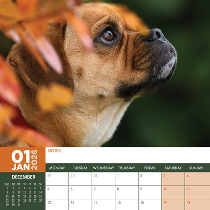 CalendarsRUs Puggle A3 Kalender 2026