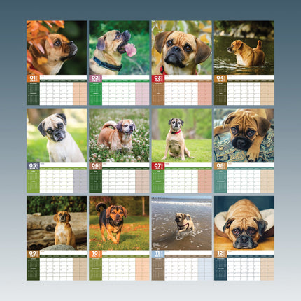 CalendarsRUs Puggle A3 Kalender 2026
