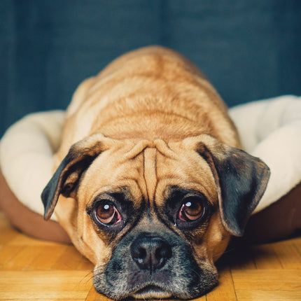 CalendarsRUs Puggle A3 Kalender 2026