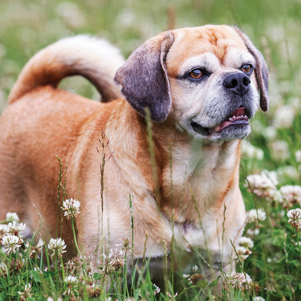 CalendarsRUs Puggle A3 Kalender 2027