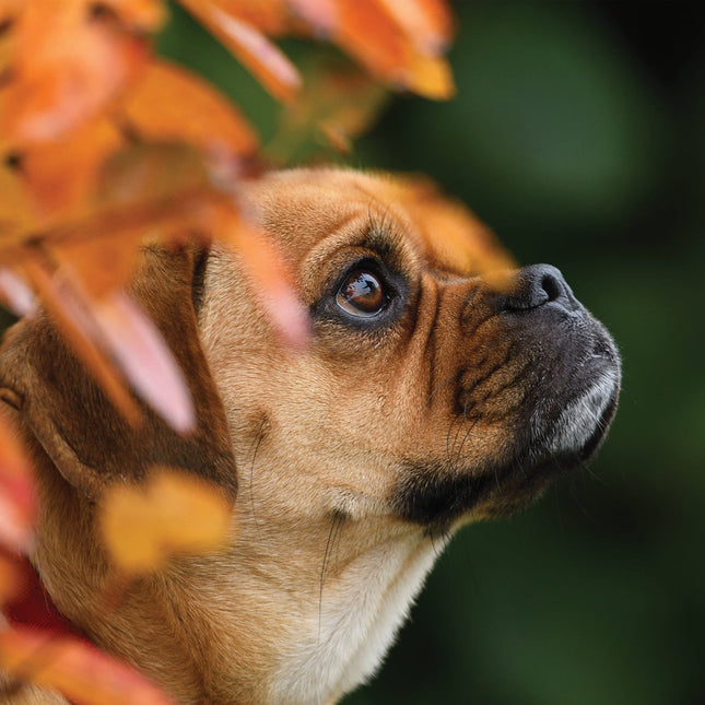 CalendarsRUs Puggle Kalender 2026