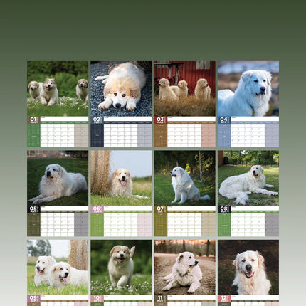 CalendarsRUs Pyreneese Berghond A3 Kalender 2025