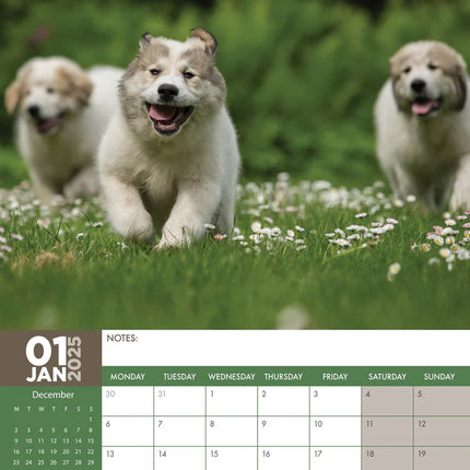 CalendarsRUs Pyreneese Berghond A3 Kalender 2025