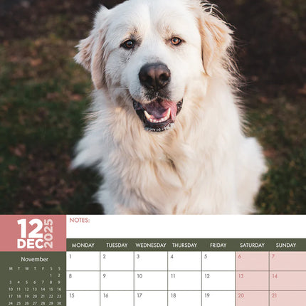 CalendarsRUs Pyreneese Berghond A3 Kalender 2025