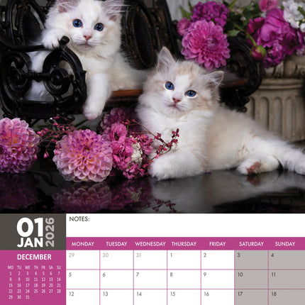 CalendarsRUs Ragdoll A3 Kalender 2026
