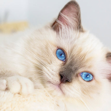 CalendarsRUs Ragdoll A3 Kalender 2026