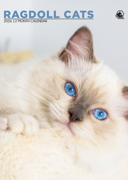 CalendarsRUs Ragdoll A3 Kalender 2026