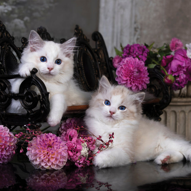 CalendarsRUs Ragdoll Kalender 2026