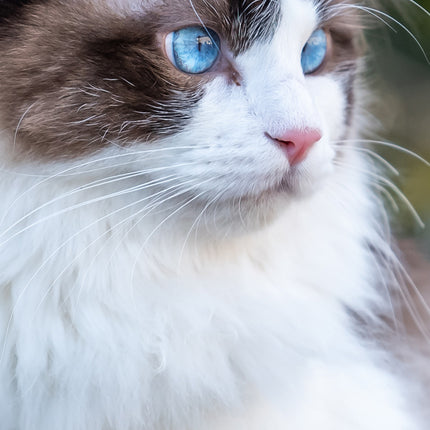 CalendarsRUs Ragdoll Slimline Kalender 2026
