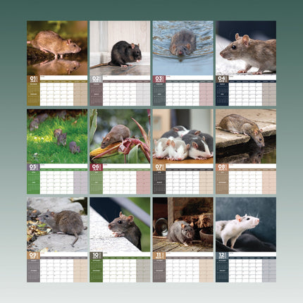 CalendarsRUs Ratten A3 Kalender 2026