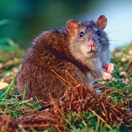 CalendarsRUs Ratten A3 Kalender 2026