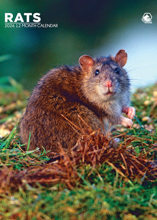 CalendarsRUs Ratten A3 Kalender 2026