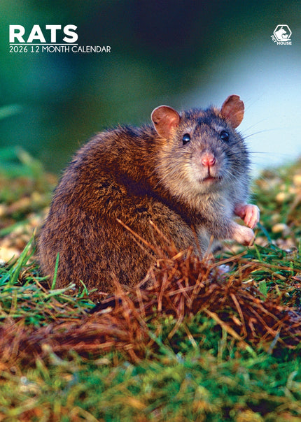CalendarsRUs Ratten A3 Kalender 2026