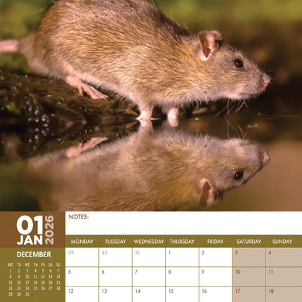 CalendarsRUs Ratten A3 Kalender 2026