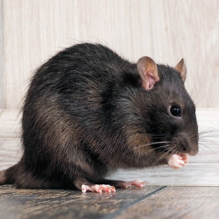 CalendarsRUs Ratten A3 Kalender 2027