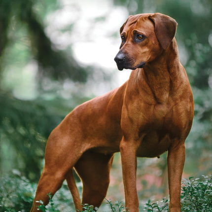 CalendarsRUs Rhodesian Ridgeback A3 Kalender 2026