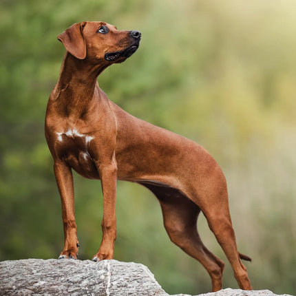 CalendarsRUs Rhodesian Ridgeback A3 Kalender 2027