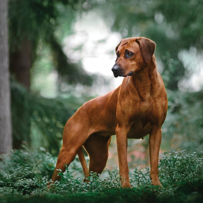 CalendarsRUs Rhodesian Ridgeback Kalender 2026