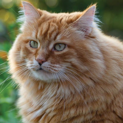 CalendarsRUs Rode Katten A3 Kalender 2027