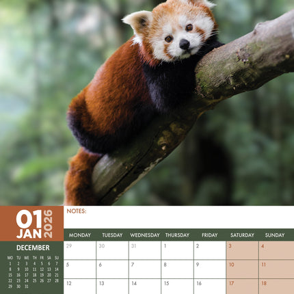 CalendarsRUs Rode Panda A3 Kalender 2026
