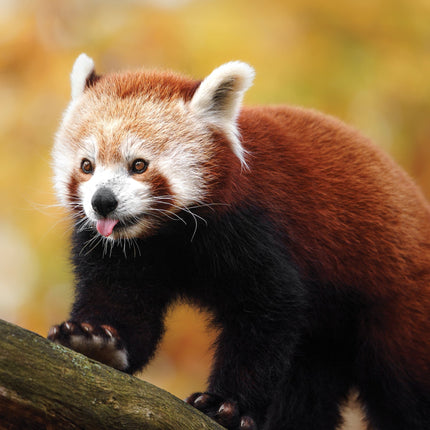 CalendarsRUs Rode Panda A3 Kalender 2026