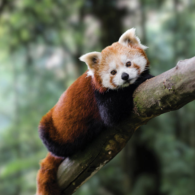 CalendarsRUs Rode Panda Kalender 2026