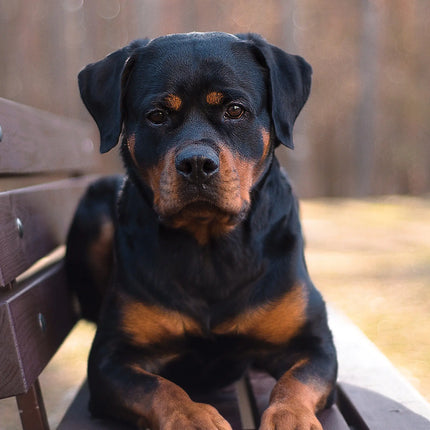 CalendarsRUs Rottweiler A3 Kalender 2027
