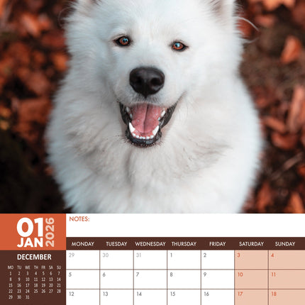 CalendarsRUs Samojeed A3 Kalender 2026