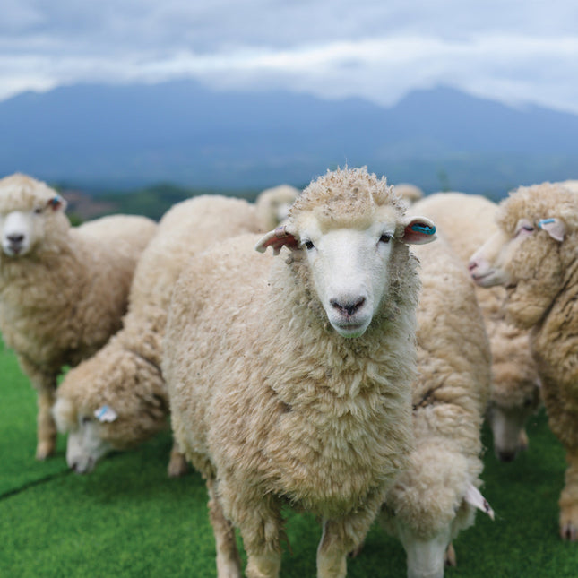 CalendarsRUs Schapen Kalender 2026