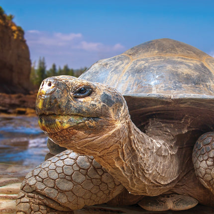 CalendarsRUs Schildpadden A3 Kalender 2026
