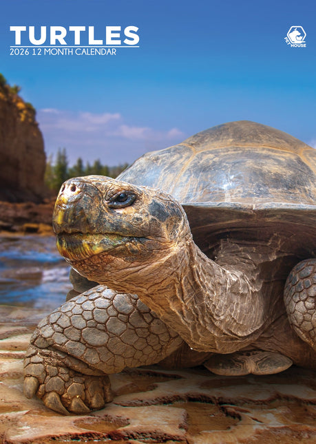 CalendarsRUs Schildpadden A3 Kalender 2026